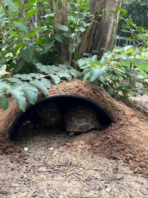 Aesthetic Tortoise Enclosure, Box Turtle Habitat Outdoor Diy, Diy Tortoise Habitat Outdoor, Sulcata Tortoise Enclosure, Tortoise Aesthetic, Tortoise Enclosure Outdoor, Tortoise Enclosure Indoor, Tartaruga Habitat, Outdoor Tortoise Enclosure