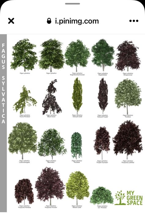 Arborvitae Landscaping, Front Yard Design Ideas, Garden Home Ideas, Yard Design Ideas, Yard Landscape Ideas, Garden Front Yard, Evergreen Landscape, Front Yard Landscape, Ideas For Garden