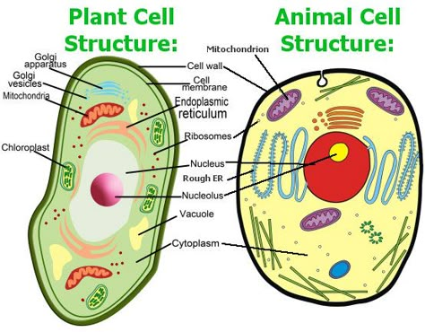 Animal Cell And Plant Cell, Plant Cell Parts, Plant Cell Organelles, Edible Cell Project, Animal Cell Structure, Plant Cell Project, Edible Cell, Plant Cell Diagram, Cell Model Project