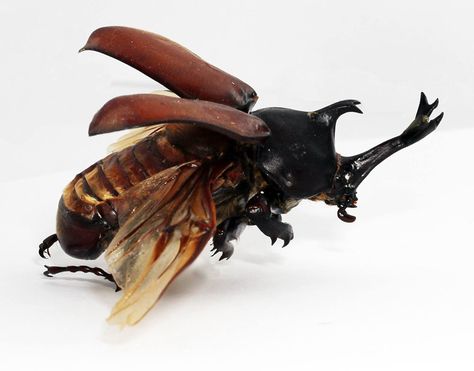 Rhino Beetle Beetle Flying, Types Of Beetles, Raising Monarch Butterflies, Insect Anatomy, Rhino Beetle, Hercules Beetle, Why Study, Insect Photography, Insect Collection