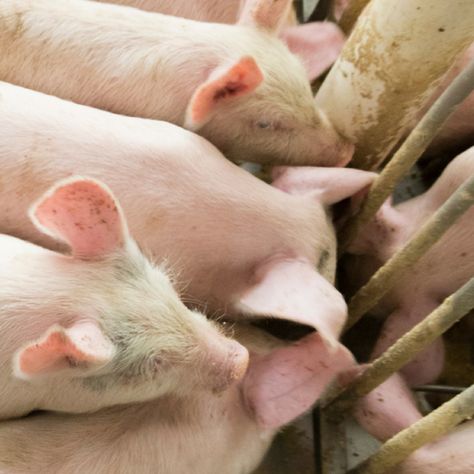 What are the steps you’re taking to avoid contamination in your pig feed? Learn how to maintain optimal quality during bulk bin storage from the Pig Knowledge Hub. Pig Feed, Bin Storage, How To Store, Sound, Meat, Health