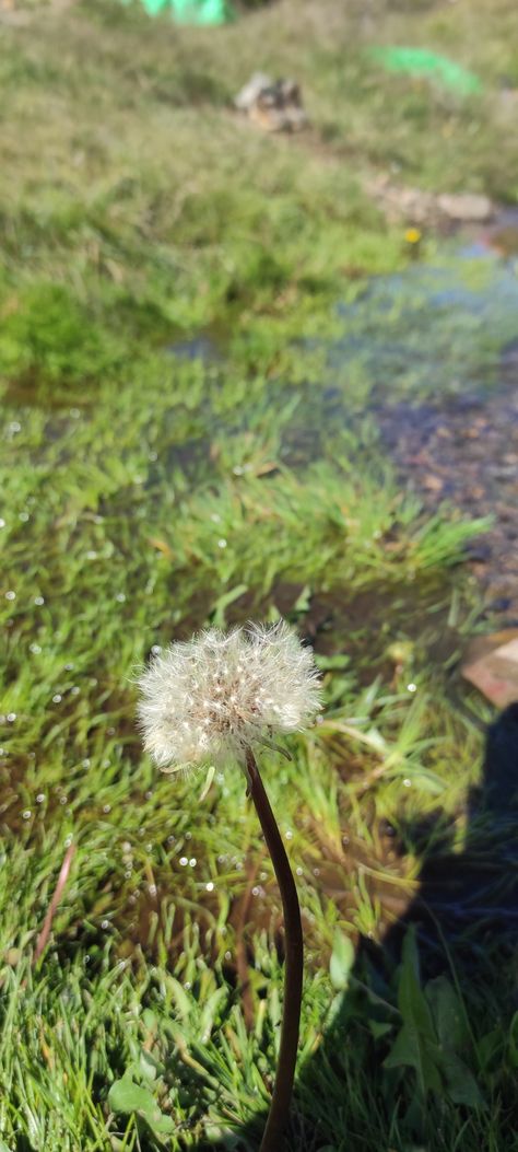 Potret bunga dandelion di alun alun surya kecana gunung gede pangrango Aesthetic Pastel, Aesthetic Pastel Wallpaper, Pastel Wallpaper, Pastel Aesthetic, Dandelion, Pastel, Plants, Flowers, Anime