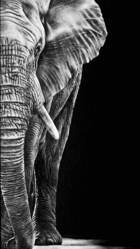 Big 5 Animals Drawings, Elephant Drawing Realistic Art, Elephants Black And White, Black And White Elephant Painting, Elephant Portrait, African Animals Photography, Elephant Painting Canvas, Elephant Black And White, Black And White Elephant Photography