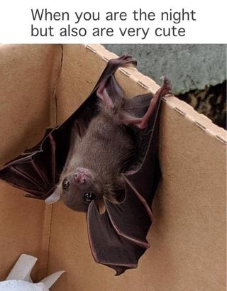 When you are the night but also are very cute – popular memes on the site ifunny.co Cute Bat, Cute Creatures, Monster Truck, Cute Little Animals, Rottweiler, Animal Memes, Cute Funny Animals, Cardboard Box, Beautiful Creatures