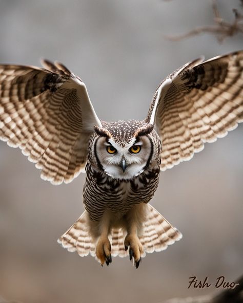 Take Flight - Exclusive on Fish Duo #owl #takeflight #take #flight #anowltakesflight #zodiac #astrology #wallart #spirit #spirituality #owls #forest #photography Owls In Flight Photography, In Flight Photography, Owls In Flight, Boreal Owl, Owl Flying, Forest Photography, Zodiac Astrology, In Flight, Owls