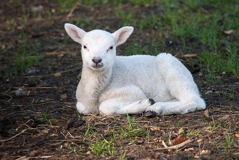 Sheep Photos, Rushton Toys, Sheep Cute, Hebrews 9, The Cutest Animals, Lion And Lamb, Albino Animals, Baby Sheep, Baby Lamb