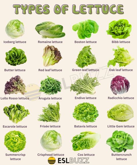 Types Of Lettuce For Salads, Different Types Of Lettuce, Lettuce Types, Lettuce Varieties, Types Of Salads, Fruits And Vegetables List, Salad Meals, Vegetable Chart, Healthy Food Chart