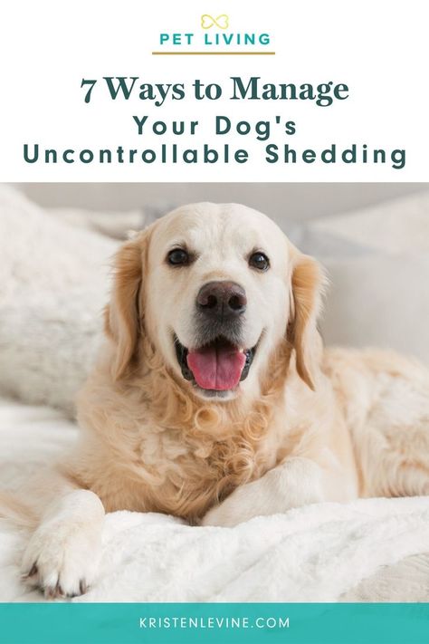 Stop Dog Shedding, Best Dog Supplements, Non Shedding Dogs, Pet Shed, Natural Health Supplements, Cat Nutrition, Pet Advice, Dog Nutrition, Muddy Paws