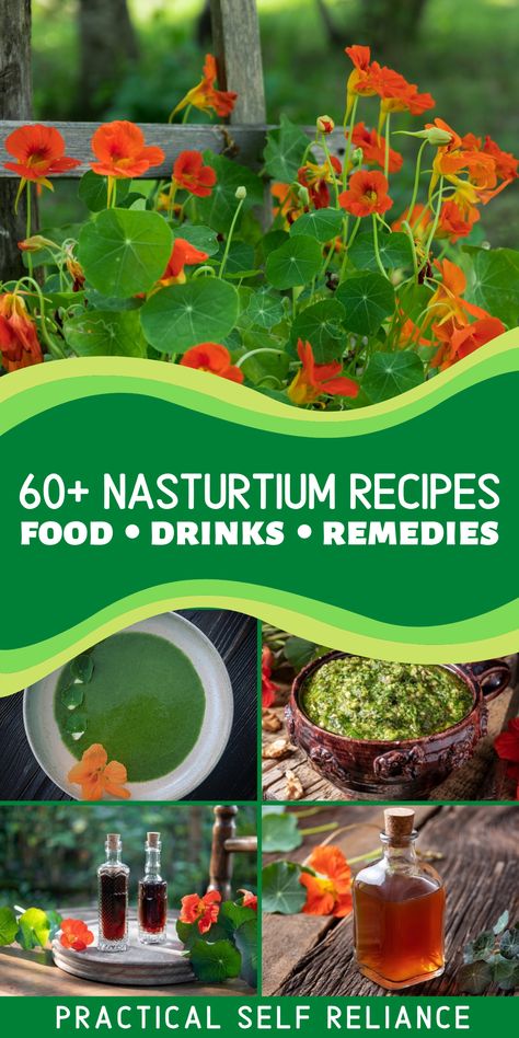 nasturtium edible flowers in bloom during the summer. Edible and medicinal recipes for herbal remedies, food recipes, and drinks. Nasturtium Tea Recipes, How To Preserve Nasturtiums, Nasturtium Hot Sauce, Preserving Nasturtium, Herbal Flower Garden, Nasturtium Flower Recipes, Nasturtium Leaves Recipes, Flower Recipes Food, Nasturtium Recipes