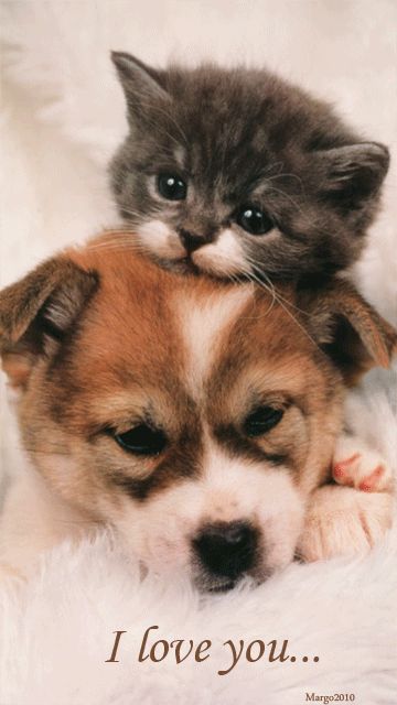 Kittens or Puppies? How about both?! 🤷‍♀️ | Joseyphina's World Cute Puppies And Kittens, Raining Cats And Dogs, Puppies And Kitties, Animals Friendship, Kitten Love, Kitten Pictures, Kittens And Puppies, Cat And Dog, Puppy Pictures