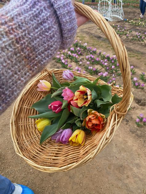 #texas #tulips #texastulips #flower #flowerarrangement #flowers #tulip Tulip Farm Aesthetic, Tulips In Basket, Aesthetic Pots, Texas Tulips, Tulip Basket, Tulip Farm, Late Bloomer, Insta Ideas, Flower Basket