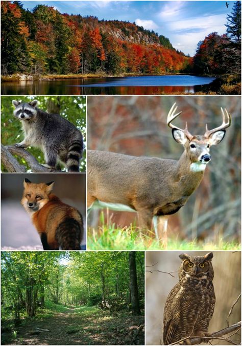 Ecosystem: Forest: Temporate Deciduous Deciduous Forest Animals, Deciduous Forest, Ecosystem, Forest Animals, Kangaroo, Fox, Forest, Animals