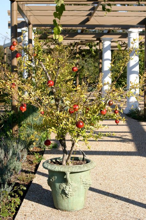 Powell Gardens, Papaya Tree, Pomegranate Tree, Balcony Plants, Rooftop Patio, Garden Harvest, Italian Garden, Citrus Trees, Potted Trees