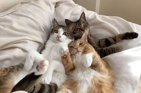 Cats In Bed, Cat Plants, Cat Cuddle, Love Your Family, Three Cats, Cat Icon, Cat Person, Funny Animal Pictures, Pretty Cats