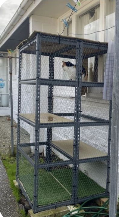 Cat House Connected To House, Diy Rv Catio, Diy Catbox Enclosure, Indoor Catio Cats, Catio Plans Diy Easy, Catio Shelving Ideas, Easy Diy Catios, Easy Catio Plans, Diy Catios For Cats Outside Cheap