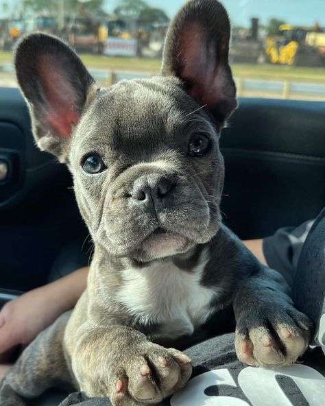 Fluffy Frenchie Full Grown, Frenchie Puppy Aesthetic, Frenchy Puppies, Bull Dogs Frances, Frenchie Aesthetic, Frenchie Bulldog Puppy, Cute Frenchies, Baby Frenchie, Bat Ears