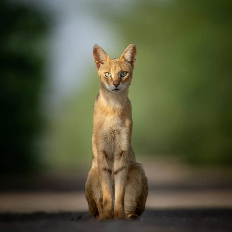 Urmil Jhaveri on Instagram: “C A T T I T U D E . . . Jungle Cat Female #picoftheday #wildgeography #wildplanet #natgeowild #picoftheday #discoverwildlife…” Cat Habitat, Wildlife Of India, Cat References, Save The Tiger, Save Wildlife, Cat Species, Wild Animals Pictures, Jungle Cat, Exotic Cats