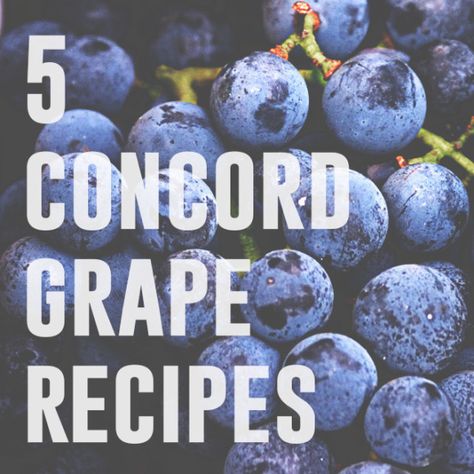 Purple Grapes Recipes, Concord Grape Wine Recipe, Grape Syrup Recipe, Concord Grape Juice Recipe, Sweet Tart Candy, Grape Wine Recipe, Concord Grape Recipes, Grape Syrup, Grape Jam Recipe