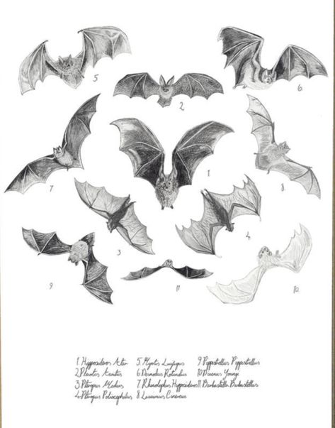 Anatomical Bat Drawing, Vintage Bat Drawing, Scary Bat Drawing, Bat Line Tattoo, Bat Sketch Simple, Flying Bat Drawing, Stellaluna Tattoo, Bat Illustration Vintage, Bats Sketch