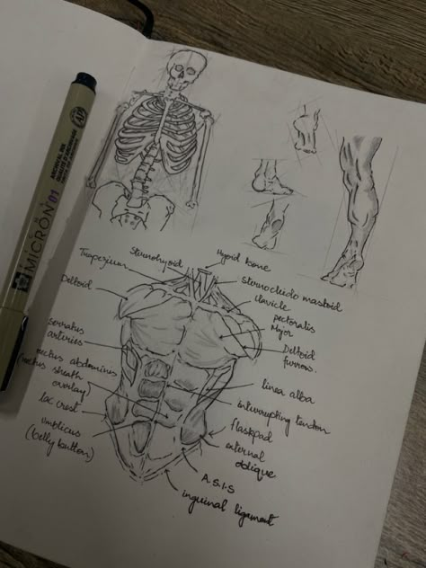 Biology Art Aesthetic, Studying Anatomy Aesthetic, Medical Notes Aesthetic, Anatomy Drawing Medical Art, Anatomy Notebook, Radiology Art, Brain Anatomy Art, Medical Drawings, Radiology Student