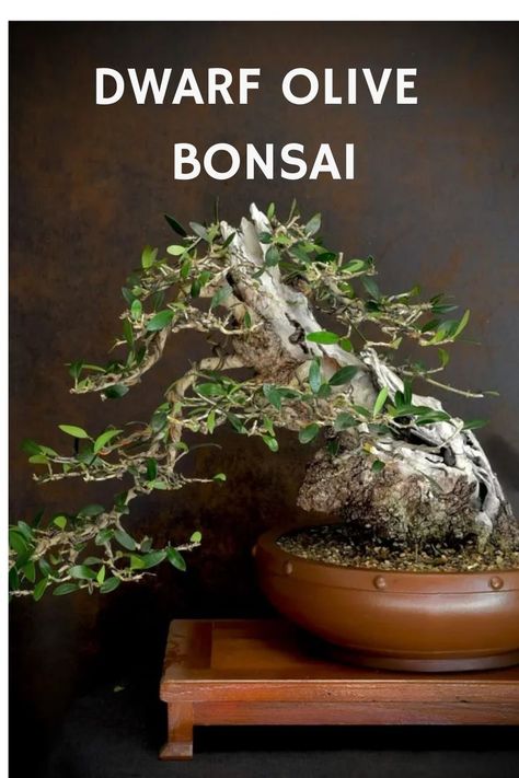 Dwarf Olive Bonsai, known for its small silvery-green leaves and gnarled trunk, brings Mediterranean charm to bonsai collections. Enthusiasts appreciate its unique aesthetic, symbolizing peace, wisdom, and longevity. Explore the art of cultivating Dwarf Olive Bonsai with our expert guide for insights on care practices, styling techniques, and unlocking the timeless allure. Photo Credit: @neobonsai_chile Olive Bonsai, Olive Tree Bonsai, Symbol Of Peace, Bonsai Trees, Olive Tree, Bonsai Tree, Japanese Garden, Green Leaves, Trunk