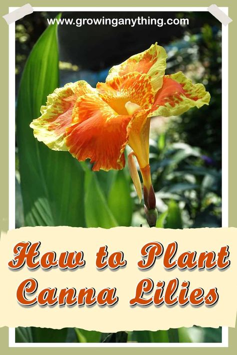 How to Plant Canna Lilies - Complete Planting and Caring Guide Canna Lily Landscaping, Canna Lily Garden, Canna Flower, Lily Plant Care, Canna Lilies, Canna Lily, Lily Garden, Useful Tips, All About Plants