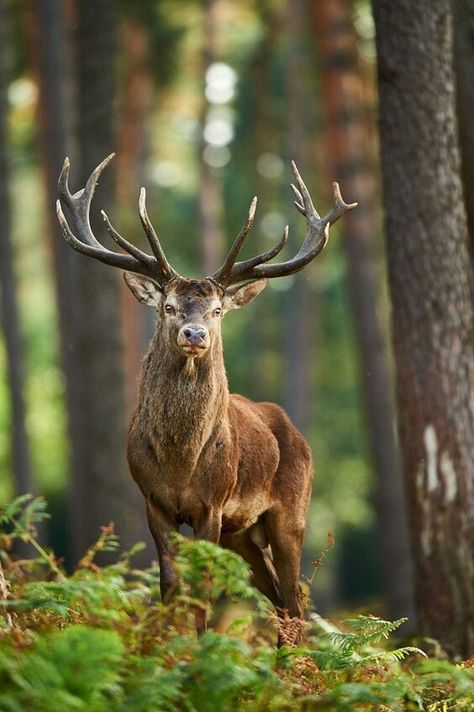 Red Deer Buck Deer Photos, Deer Pictures, Deer Family, Deer Art, Red Deer, Majestic Animals, Airbrush Art, Whitetail Deer, Oh Deer