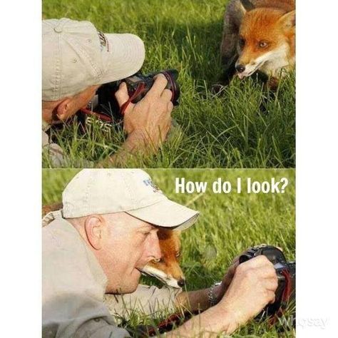 :) Lol Funny, 웃긴 사진, Red Fox, 귀여운 동물, Cuteness Overload, Bones Funny, Funny Cute, Funny Photos, Animals And Pets