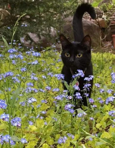 A Black Cat, A Black, Black Cat, Flowers, Blue, Black