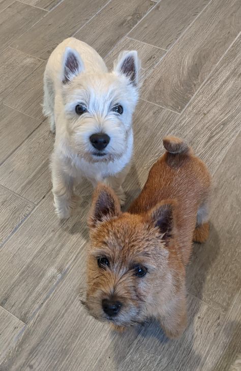 Amblegreen Norwich Terriers Norwich Terrier Grooming, Spock Haircut, Norwich Terrier Puppy, Norfolk Terrier Puppies, Brussels Griffons, Norfolk Terrier, Cairn Terriers, Norwich Terrier, Cairn Terrier