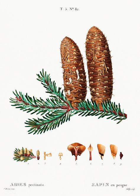 Silver fir (Abies pectinata) from Traité des Arbres et Arbustes que l’on cultive en France en pleine terre (1801–1819) by Pierre-Joseph Redouté. Original from the New York Public Library. Digitally enhanced by rawpixel. | free image by rawpixel.com / New York Public Library (Source) Silver Fir, Conifer Trees, Iris Garden, Botanical Print Set, Botanical Artwork, Antique Illustration, Botanical Illustrations, Fir Tree, Green Wall Art