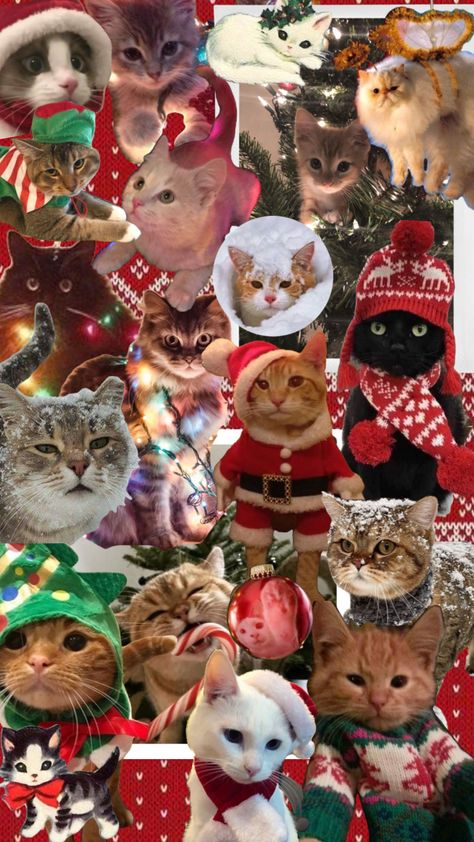 Crissmiss Wallpaper, Cat Wallpaper Christmas, Cat Christmas Wallpaper, Kitty Christmas Wallpaper, Cats Christmas Wallpaper, Cats Christmas, Christmas Cats Wallpaper, Christmas Wallpaper Cat, Cute Christmas Cat