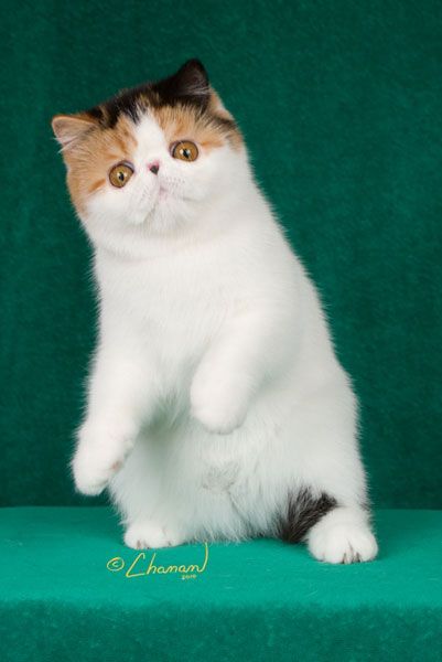 Purfurvid: Exotic Shorthair Cats & Persian Cats - GC Purfurvid Pop Gun of Toxicate Short Haired Cat, Exotic Shorthair Cat, Calico Cats, Persian Cats, Shorthair Cat, Exotic Cats, Exotic Shorthair, Fancy Cats, Future Children