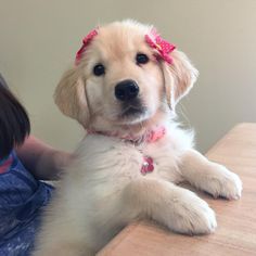 강아지 그림, Very Cute Dogs, Cute Dog Pictures, Really Cute Dogs, Cute Little Puppies, Silly Dogs, Silly Animals, Cute Dogs And Puppies, Cute Creatures