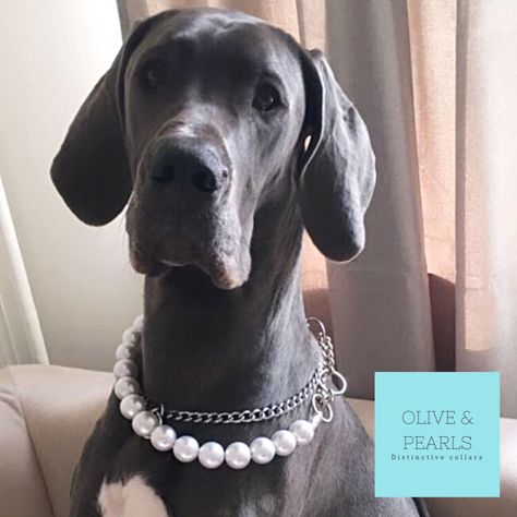 Custom, beautiful and durable pearl dog collars Dog Necklace Collar Diy, Dog Pearl Collar, Dog Beaded Collar, Dog Pearl Necklace, Pearl Dog Collar, Crystal Dog Collar, Cat Collar Necklace, Dog Pearls, Wild Dog