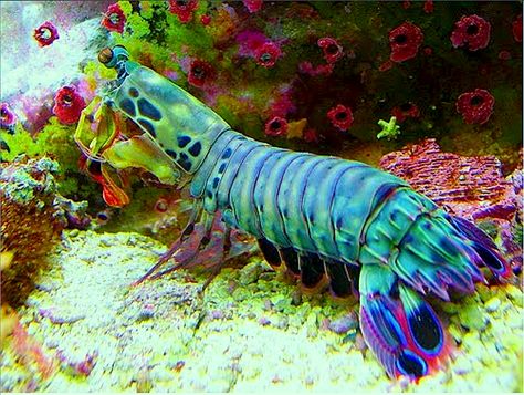 Peacock Mantis Shrimp (Odontodactylus scyllarus) Peacock Mantis Shrimp, Mantis Shrimp, Fauna Marina, Life Under The Sea, Beneath The Sea, Ocean Floor, Water Animals, On The Ocean, Underwater Creatures