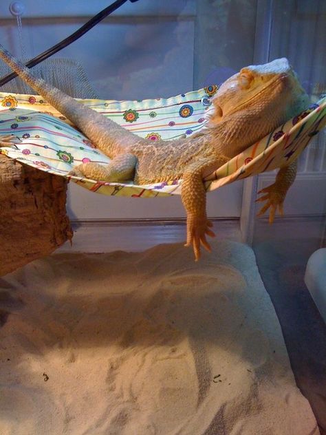 Lizard Cage, Bearded Dragon Enclosure, Bearded Dragon Funny, Bearded Dragon Cage, Bearded Dragon Habitat, Funny Weather, Bearded Dragon Cute, Bearded Dragon Care, Dragon Memes