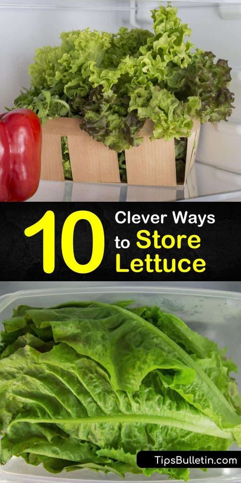 Discover how to store lettuce including wrapping a head of lettuce or lettuce leaves in a paper towel, washing them in cold water, and storing in a plastic bag and the crisper drawer, as well as the best way to tell if leaf lettuce has turned slimy and gone bad. #howto #storage #lettuce How To Store Lettuce, Lettuce Storage, Storing Lettuce, Rv Snacks, Storing Produce, Lettuce Recipes, Red Leaf Lettuce, Make Ahead Salads, Leaf Lettuce