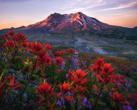 Mount Saint Helens (Mount St. Helens National Volcanic Monument) – Natural Atlas Mountain Travel, St Helens, Beautiful Photography, Amazing Nature, Nature Pictures, Nature Photos, Beautiful Views, Beautiful World, Red Flowers