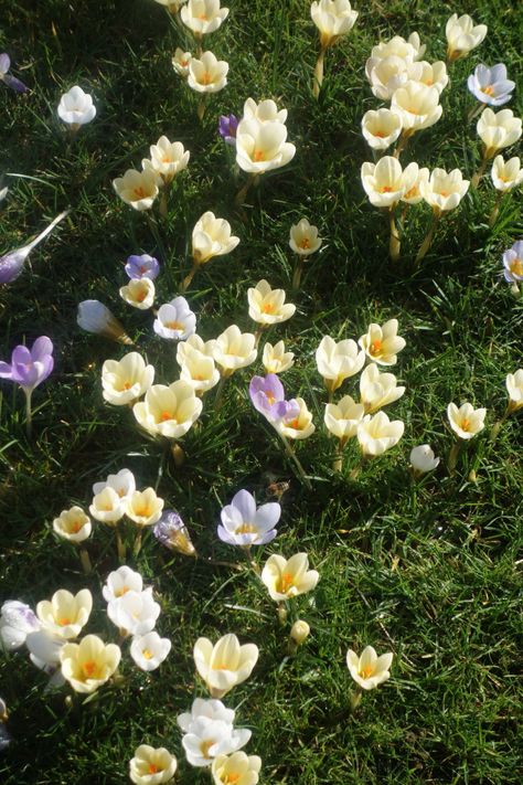 Crocus Bulbs, Lawn Design, Garden Bugs, Crocus Flower, Fall Bulbs, Wildlife Gardening, Flower Therapy, Spring Bulbs, Spring Aesthetic