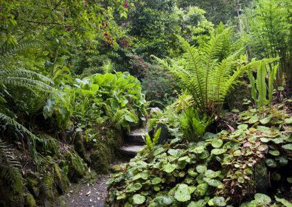 Ferns attracted the attention of so many in Victorian times that fern houses, cases and ferneries became all the rage. At some Fernery Ideas, Stumpery Garden, Fern Garden, Fountain Garden, Shade Garden Design, Victorian Gardens, Ferns Garden, Jungle Gardens, Famous Gardens