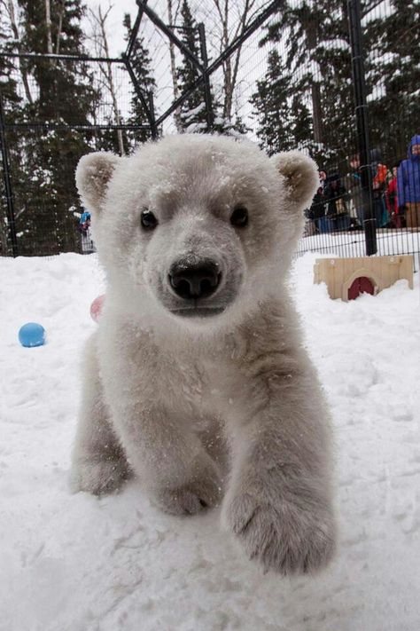 Welcome Kali to the Buffalo, NY Zoo from Alaska Polar Bear On Ice, Polar Bear Images, Baby Polar Bear, Baby Polar Bears, Bear Pictures, Bear Cub, The Buffalo, Silly Animals, Bear Cubs