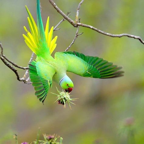 Alexandrine Parrot, Kinds Of Birds, Rare Birds, Airbrush Art, Parrot Bird, All Birds, Bird Pictures, Exotic Birds, Amazing Animals