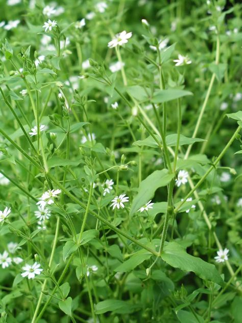 Benefits of Chickweed and its Uses Gumweed Benefits, Chickweed Plant, Chickweed Benefits, Japanese Knotweed Benefits, Echinacea Witchcraft, Chickweed Tincture, Ecological Restoration, Medicinal Weeds, Folk Medicine