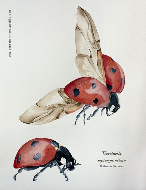 Cute Insects Drawing, Ladybug Aesthetic Insect, Ladybug Drawings, Ladybird Illustration, Bugs Illustration, Drawing Ladybug, Ladybug Aesthetic, Ladybug Insect, Magic Runes