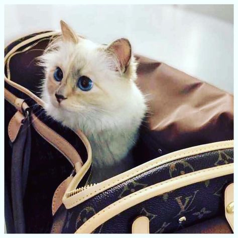 LV Pretty Kitty <3 Choupette Lagerfeld, Karl Lagerfeld Choupette, Journaling Quotes, Best Cat Gifs, National Cat Day, Pampered Pets, Cat Hiding, Pet Cats, Animal Magic