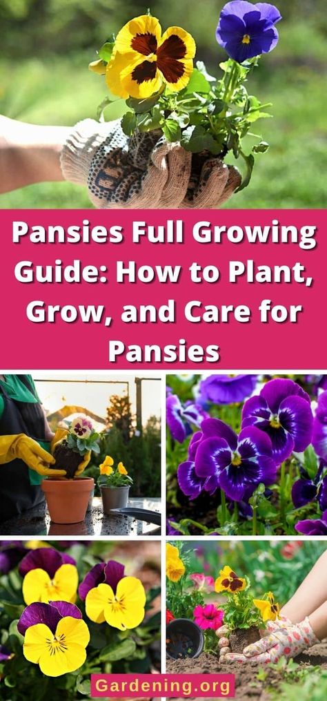 Cabbage Flowers, Pansy Garden, Planting Pot, Purple Pansy, Cut Flower Garden, Pansies Flowers, Outdoor Flowers, Flower Bowl, Flower Care