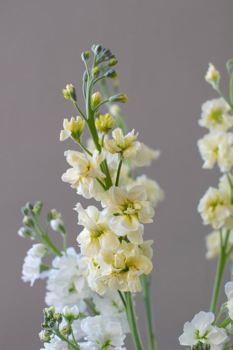 Cream Stock Flower, Butter Yellow Flowers, Mignonette Flower, Stock Flower Bouquet, Matthiola Flower, White Stock Flower, Stocks Flowers, Gilly Flower, Pastel Yellow Flowers