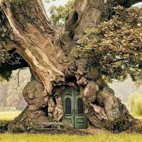 Weird Trees, Old Trees, Green Door, Old Tree, Unique Trees, Fantasy Places, Fairy Houses, Magical Places, Nature Aesthetic