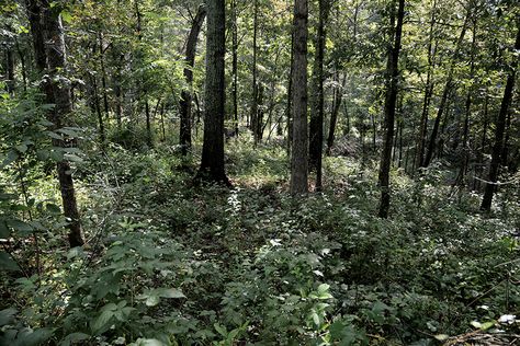 Deer Habitat in a Squirt Bottle part 1: Add Great Deer Habitat by Subtracting | NDA Deer Habitat, Wildlife Management, Whitetail Deer Hunting, Red Maple, Whitetail Deer, University Of Tennessee, Deer Hunting, Small Trees, Trees And Shrubs